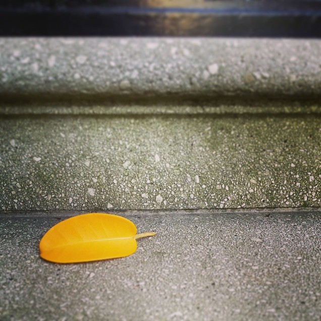 #yellow #too @mariakdolores #leaf #stairs